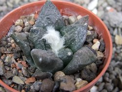 Ariocarpus fissuratus Puertecitos, pot 5,5 cm - 12411046
