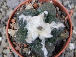 Ariocarpus fissuratus Puertecitos, pot 5,5 cm - 12411053