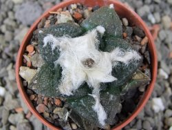 Ariocarpus fissuratus Puertecitos, pot 5,5 cm