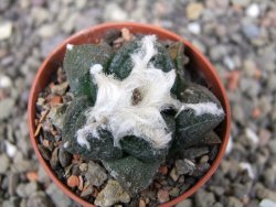 Ariocarpus fissuratus Puertecitos, pot 5,5 cm - 12411056