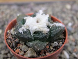 Ariocarpus fissuratus Puertecitos, pot 5,5 cm - 12411057