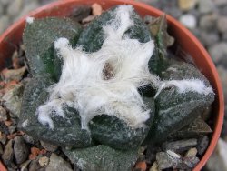 Ariocarpus fissuratus Puertecitos, pot 5,5 cm - 12411059