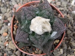 Ariocarpus fissuratus Puertecitos, pot 5,5 cm - 12411060