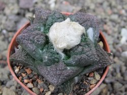 Ariocarpus fissuratus Puertecitos, pot 5,5 cm - 12411062