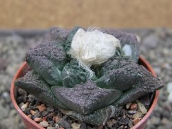 Ariocarpus fissuratus Puertecitos, pot 5,5 cm - 12411063