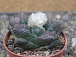 Ariocarpus fissuratus Puertecitos, pot 5,5 cm - 12411064