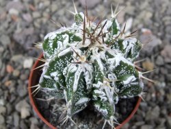 Astrophytum Dinosaur (Fukurio Hannya) pot 5,5 cm - 12411065