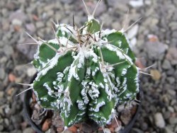 Astrophytum Dinosaur (Fukurio Hannya) pot 5,5 cm