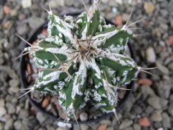 Astrophytum Dinosaur (Fukurio Hannya) pot 5,5 cm - 12411071