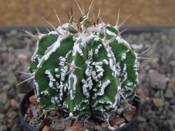 Astrophytum Dinosaur (Fukurio Hannya) pot 5,5 cm - 12411073