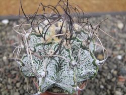 Astrophytum capricorne, květináč  5,5 cm - 12411074