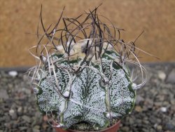 Astrophytum capricorne, květináč  5,5 cm