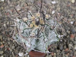 Astrophytum capricorne, květináč  5,5 cm - 12411076