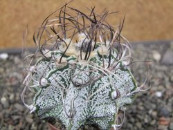 Astrophytum capricorne, květináč  5,5 cm - 12411077