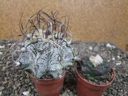 Astrophytum capricorne, květináč  5,5 cm - 12411078