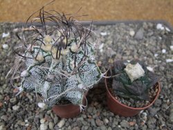Astrophytum capricorne, květináč  5,5 cm - 12411079