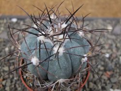 Echinocactus horizonthalonius 138 km El Hundido, pot 7 cm - 12411080