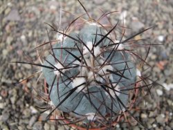 Echinocactus horizonthalonius 138 km El Hundido, pot 7 cm - 12411082