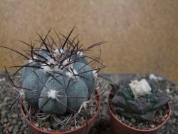 Echinocactus horizonthalonius 138 km El Hundido, pot 7 cm - 12411084