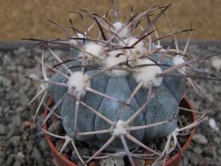 Echinocactus horizonthalonius 138 km El Hundido, pot 6,5 cm