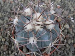 Echinocactus horizonthalonius 138 km El Hundido, pot 6,5 cm - 12411090