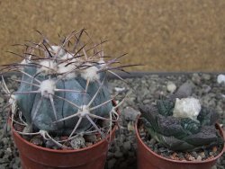 Echinocactus horizonthalonius 138 km El Hundido, pot 6,5 cm - 12411091