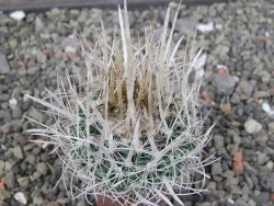 Echinofossulocactus erectocentrus SB 286 Dr. Arroyo pot 5,5 cm - 12411094