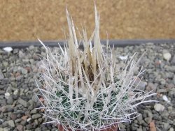 Echinofossulocactus erectocentrus SB 286 Dr. Arroyo pot 5,5 cm - 12411095