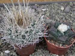 Echinofossulocactus erectocentrus SB 286 Dr. Arroyo pot 5,5 cm - 12411100