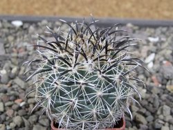 Coryphantha kracikii Diamante, Dur pot 4 cm - 12411101