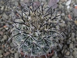 Coryphantha kracikii Diamante, Dur pot 4 cm
