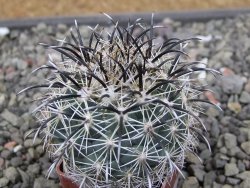 Coryphantha kracikii Diamante, Dur pot 4 cm - 12411103