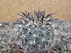 Coryphantha kracikii Diamante, Dur pot 4 cm - 12411104