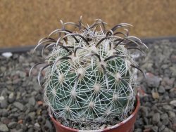 Coryphantha kracikii Diamante, Dur. pot 5,5 cm - 12411108