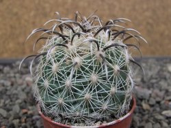 Coryphantha kracikii Diamante, Dur. pot 5,5 cm - 12411109