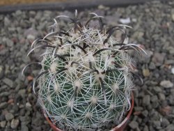 Coryphantha kracikii Diamante, Dur. pot 5,5 cm - 12411110