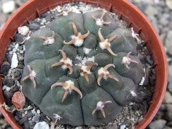 Gymnocalycium vatteri unguispinum, pot 5,5 cm - 12411112