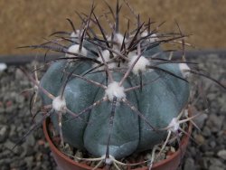 Echinocactus horizonthalonius 138 km El Hundido, pot 7 cm - 12411114