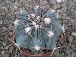 Echinocactus horizonthalonius 138 km El Hundido, pot 7 cm - 12411116