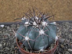Echinocactus horizonthalonius 138 km El Hundido, pot 7 cm