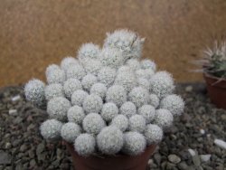 Escobaria sneedii SB 730 Eddy Co. NM, CITES IA pot 6,5 cm, seedling - 12411124