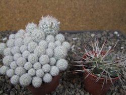 Escobaria sneedii SB 730 Eddy Co. NM, CITES IA pot 6,5 cm, seedling - 12411127