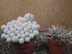 Escobaria sneedii SB 730 Eddy Co. NM, CITES IA pot 6,5 cm, seedling - 12411128