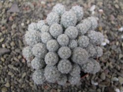 Escobaria sneedii SB 730 Eddy Co. NM, CITES IA pot 6,5 cm, seedling - 12411129