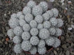 Escobaria sneedii SB 730 Eddy Co. NM, CITES IA pot 6,5 cm, seedling - 12411130