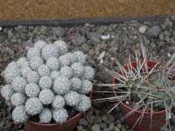 Escobaria sneedii SB 730 Eddy Co. NM, CITES IA pot 6,5 cm, seedling - 12411134