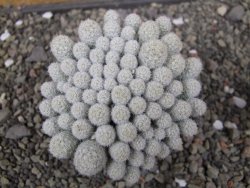 Escobaria sneedii SB 730 Eddy Co. NM, CITES IA pot 6,5 cm, seedling