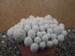 Escobaria sneedii SB 730 Eddy Co. NM, CITES IA pot 6,5 cm, seedling - 12411137