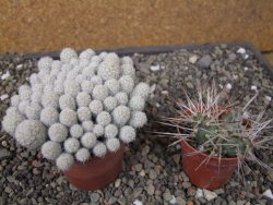 Escobaria sneedii SB 730 Eddy Co. NM, CITES IA pot 6,5 cm, seedling - 12411139