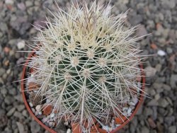 Echinocereus coccineus, květináč 6,5 cm - 12411142